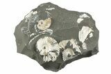 Pair of Iridescent Ammonite (Deshayesites) Fossils #243278-1